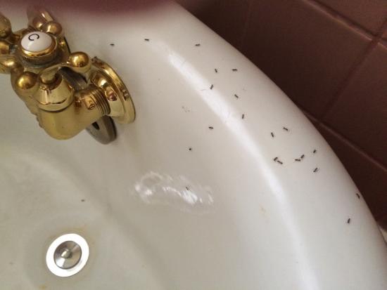 Ants In Bath Tub 